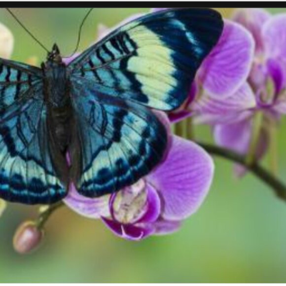 ADD $1 Beautiful Purple w Blue Orchid- Attract Nature to Garden 10 Flower Seeds - Picture 5 of 6